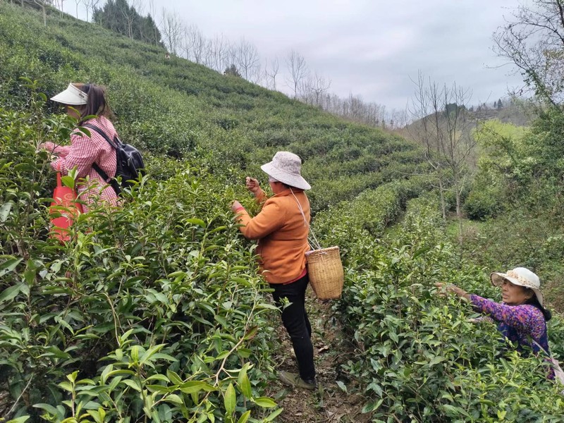 陕煤建设定点帮扶村：春茶采摘忙，茶香促振兴